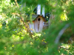 bird house